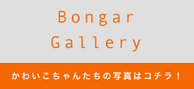 bongar_gallery